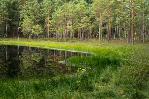 Shore of a dystrophic lake — Stock Photo, Image