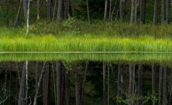 Lago distófico en medio del bosque —  Fotos de Stock