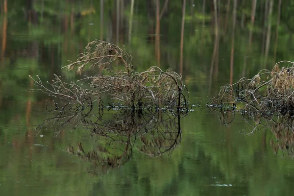 Ramos de pinheiro acima da água de um lago — Fotografia de Stock