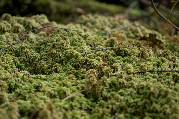 苔藓的细节 — 图库照片