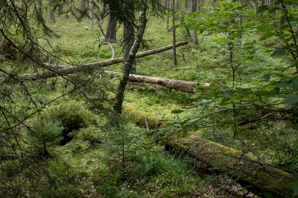 Sulak alanlarda orman — Stok fotoğraf