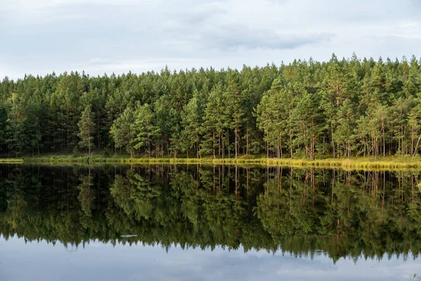 Forest reflection in calm water of dystrophic lake — Stock Photo, Image