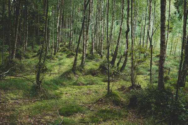 Erdő vizes élőhelyeken — Stock Fotó