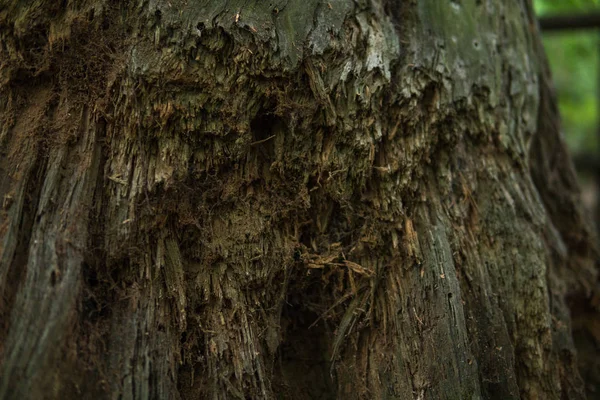 Rotten tree on the ground — ストック写真