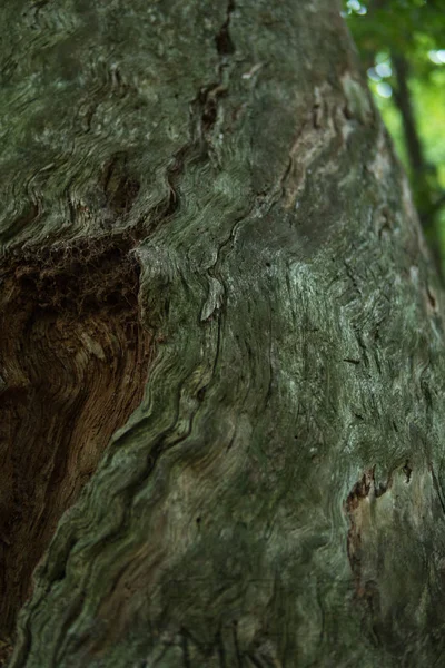 Dettaglio di pino antichissimo — Foto Stock