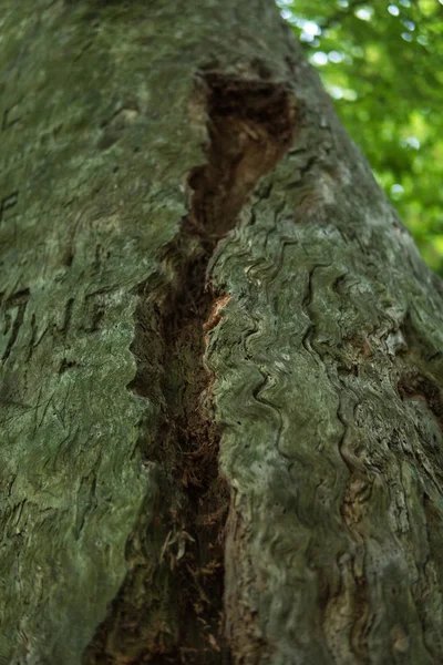 Dettaglio di pino antichissimo — Foto Stock