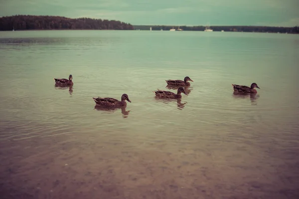 Pato nadando en aguas poco profundas — Foto de Stock