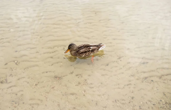 鸭在浅水中游泳 — 图库照片