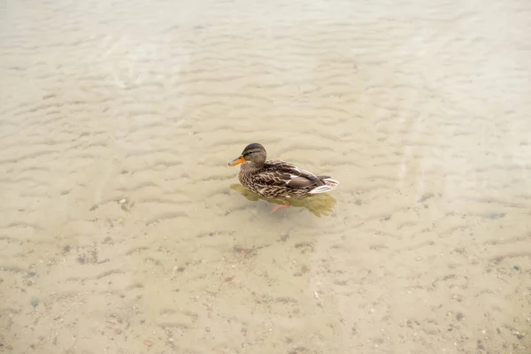 鸭在浅水中游泳 — 图库照片