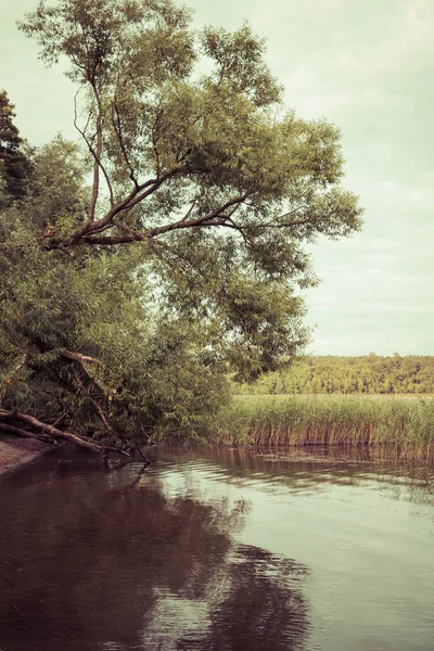 Árvore sobre a costa do lago — Fotografia de Stock