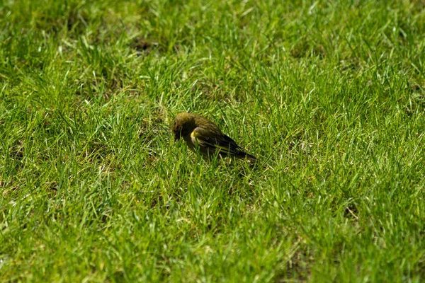 Европейский зеленый вьюрок на траве — стоковое фото