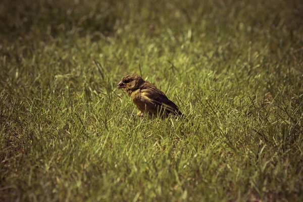 European greenfinch na trawie — Zdjęcie stockowe