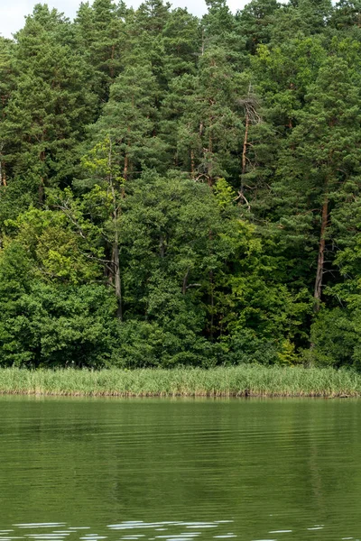 Bosque en una orilla del lago —  Fotos de Stock