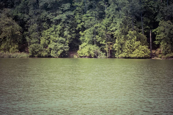 Floresta em uma costa de lago — Fotografia de Stock