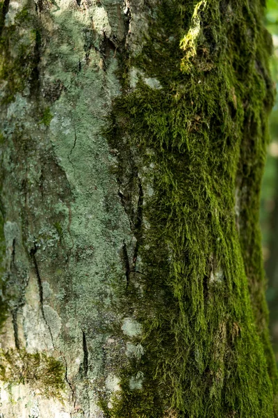 Muschio verde sul tronco d'albero — Foto Stock