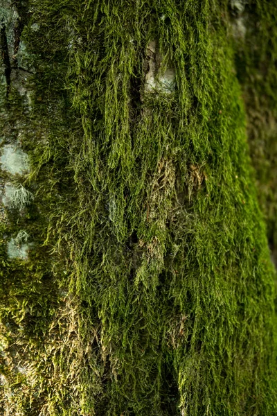 Grön mossa på trädstam — Stockfoto