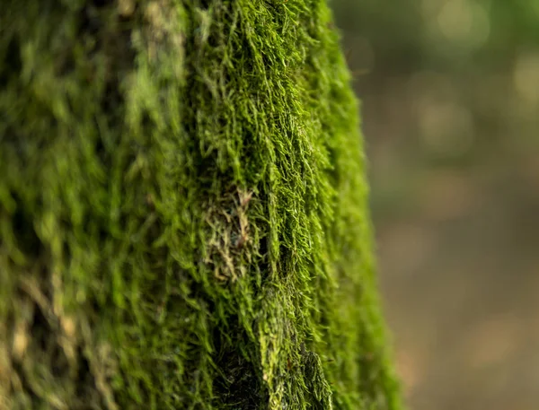 Zelený mech na kmen stromu — Stock fotografie