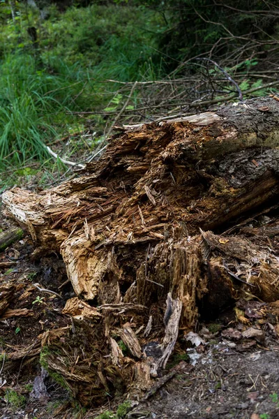 Albero marcio a terra — Foto Stock