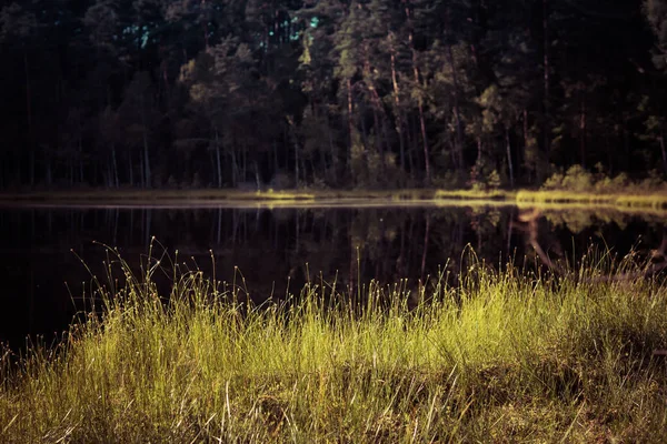 Shore of a dystrophic lake — Stock Photo, Image