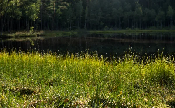 Shore of a dystrophic lake — Stock Photo, Image