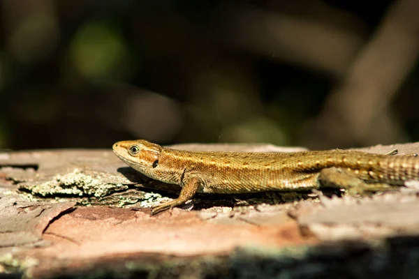 Perto de um macho de um lagarto de areia — Fotografia de Stock