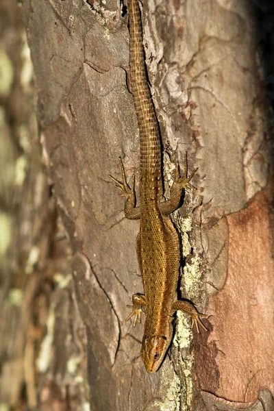 Gros plan d'un mâle d'un lézard de sable — Photo