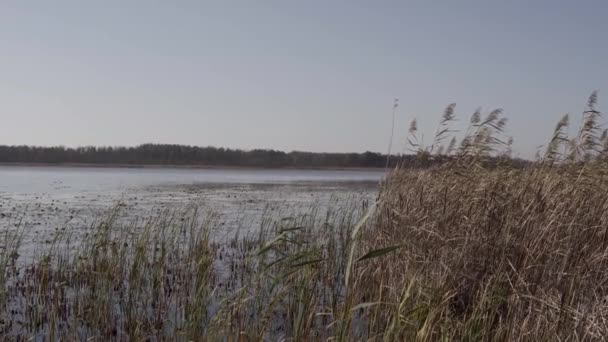 Пейзаж Над Озером Тростью Машущей Ветру Берега — стоковое видео