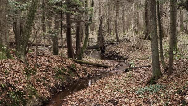 Kleiner Natürlicher Bach Mit Umgestürzten Bäumen Über Flussufer Der Herbstsaison — Stockvideo