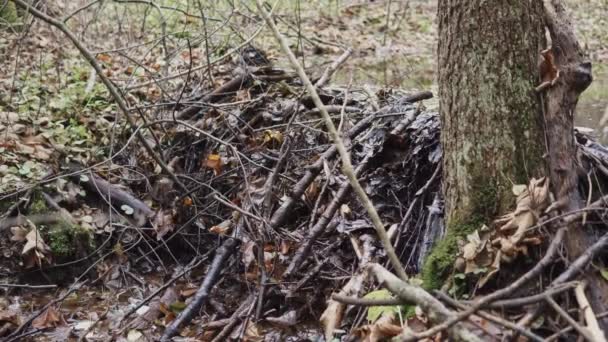 Detalj Bäverdamm Liten Flod Med Vatten Som Rinner Mellan Pinnar — Stockvideo