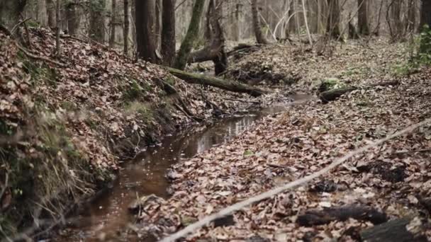 Small Natural Stream Fallen Trees River Banks Autumn Season Lot — Stock Video