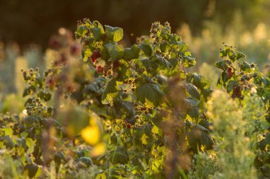tarlada ahududu çalıları