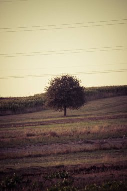 Tarlada tek bir ağaç