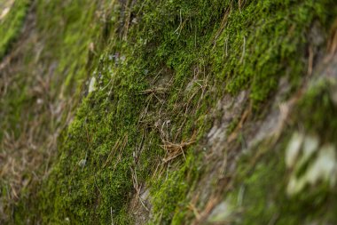 Kum taşlarını kaplayan yosun detayları