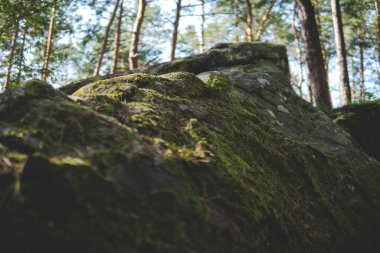 Kum taşlarını kaplayan yosun detayları