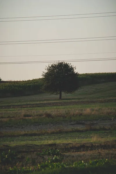 Pojedyncze drzewo w polu — Zdjęcie stockowe