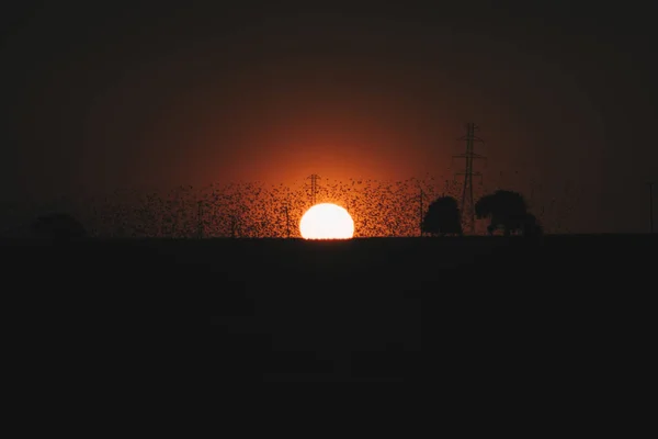 Güneşin üstündeki siyah kuşlar — Stok fotoğraf