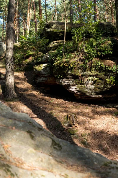 Paysage avec un grand grès à l'intérieur d'une forêt — Photo