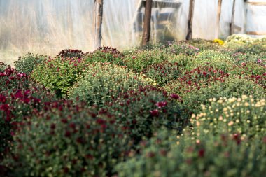 Bir seranın içinde kasımpatı çiçekleri