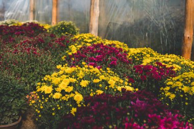 Bir seranın içinde kasımpatı çiçekleri