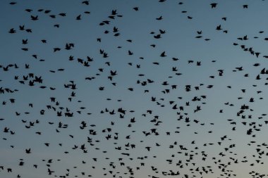 Kuşlar sürüsü