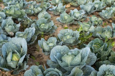 tarlada büyüyen lahana