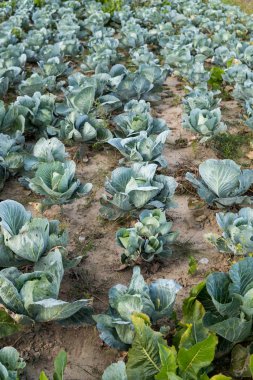 tarlada büyüyen lahana