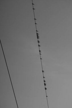 elektrik hatları üzerinde oturan kuşlar