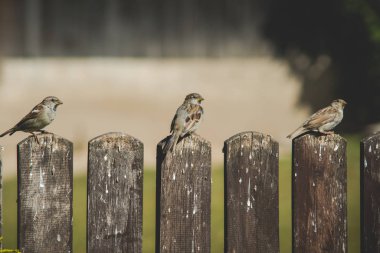Tahta bir çitteki serçe.