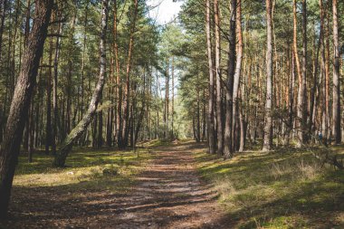 bir çam ormanı ile yolu