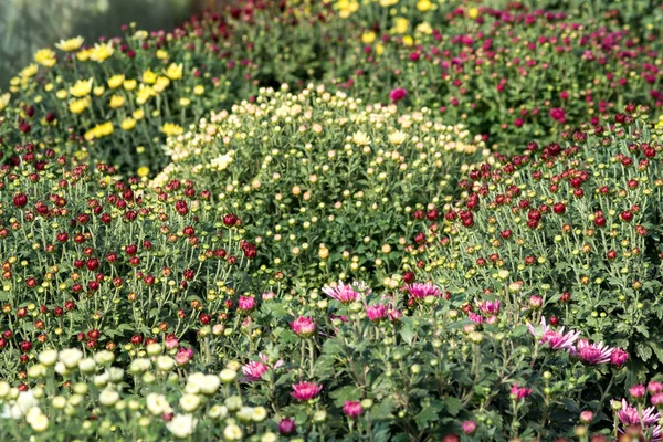 Fleurs de chrysanthème à l'intérieur d'une serre — Photo