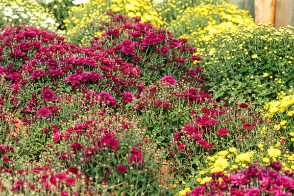 Chrysanthemenblüten in einem Gewächshaus — Stockfoto