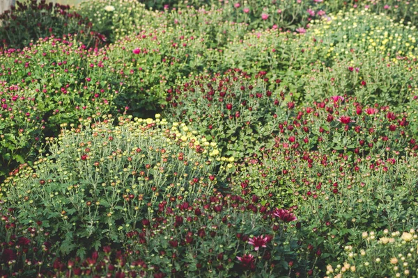 Chrysanthemenblüten in einem Gewächshaus — Stockfoto