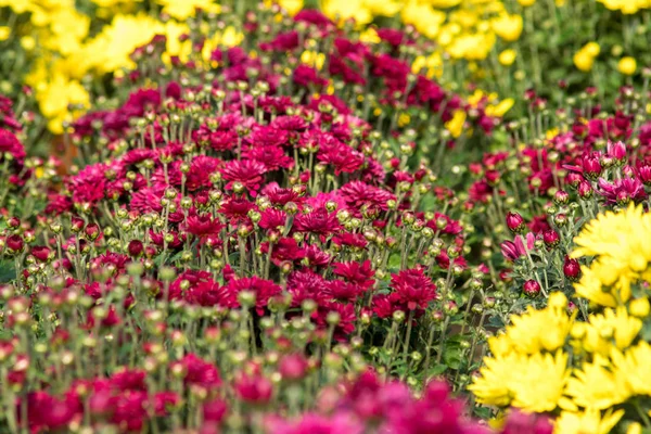 Chrysanthemenblüten in einem Gewächshaus — Stockfoto