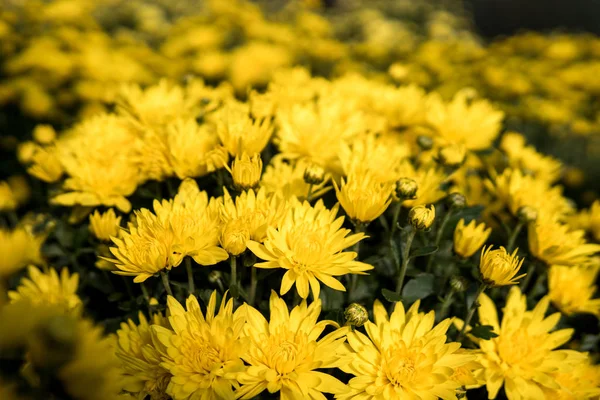 Krizantém virágok üvegházban — Stock Fotó